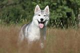SIBERIAN HUSKY 275